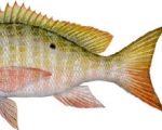 Especies del Caribe Mexicano VIII: El Pargo Lunar